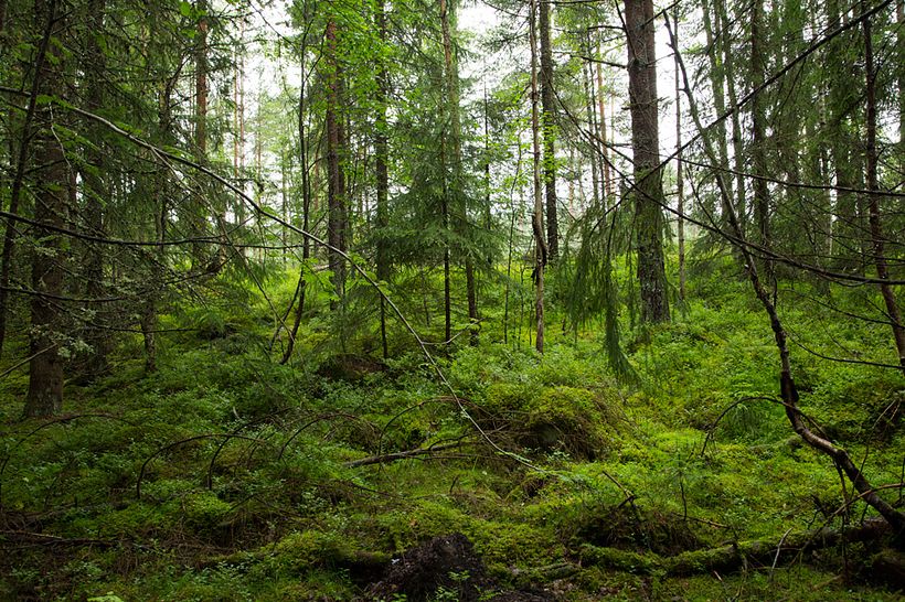 Bosque 2