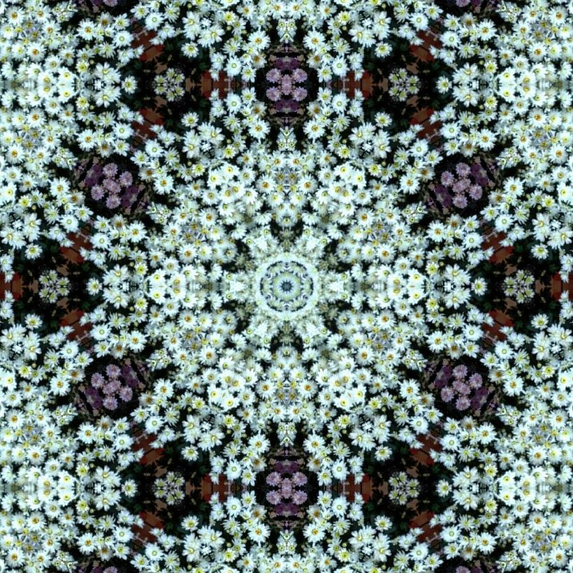 Kaleidoflowers 0