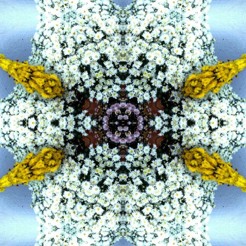 Kaleidoflowers 1