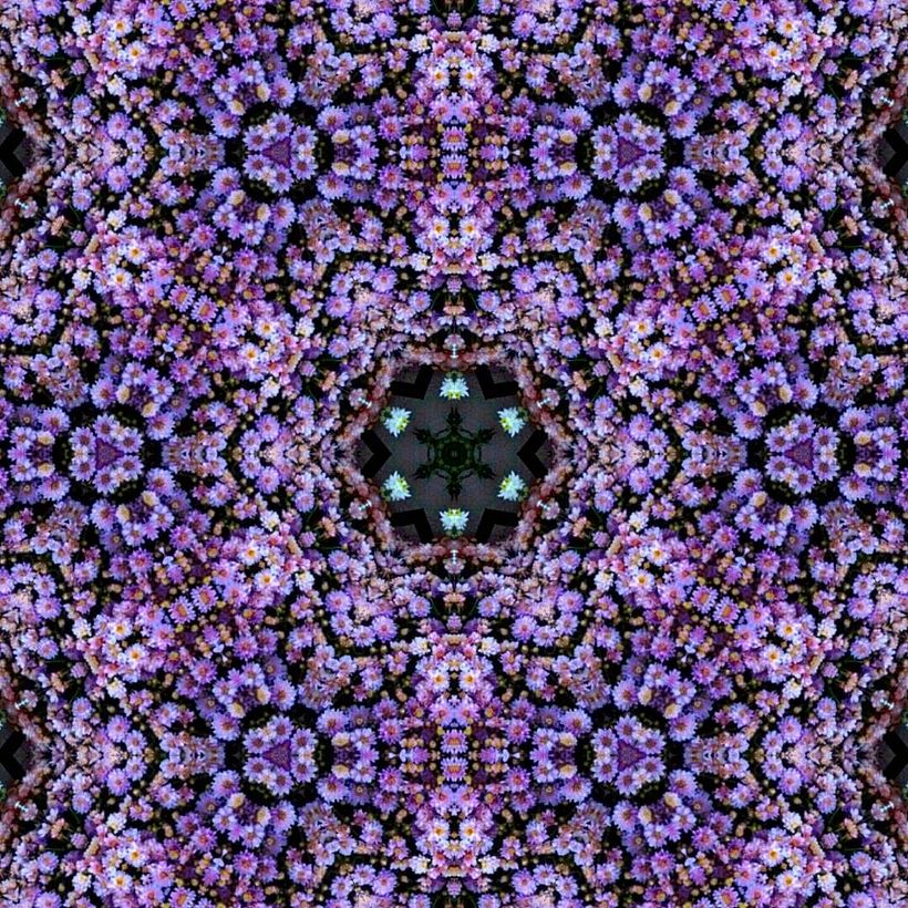 Kaleidoflowers 7