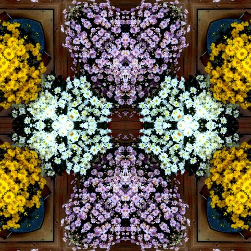 Kaleidoflowers 9