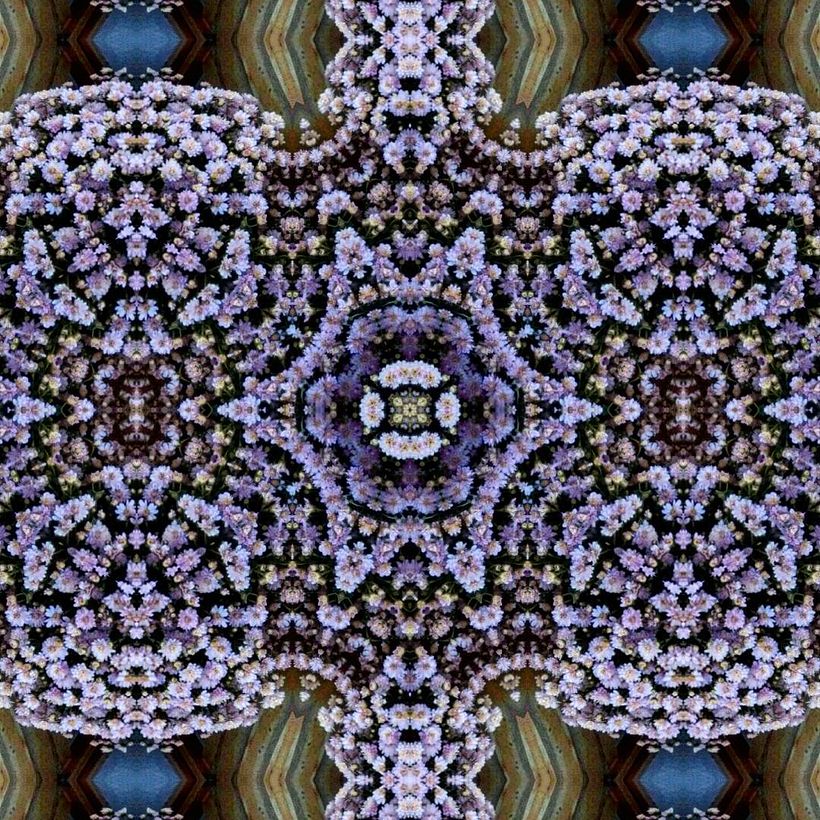 Kaleidoflowers 10