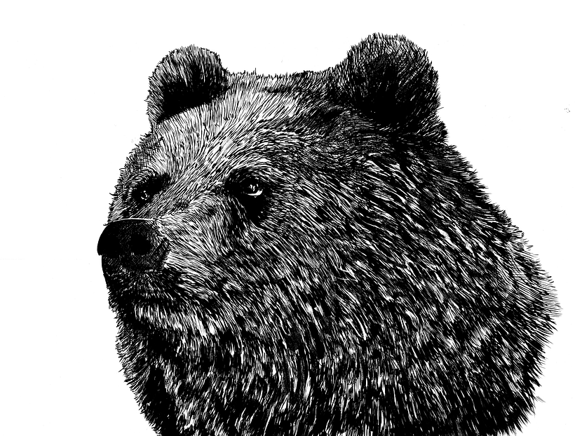 Oso - Ilustración tradicional