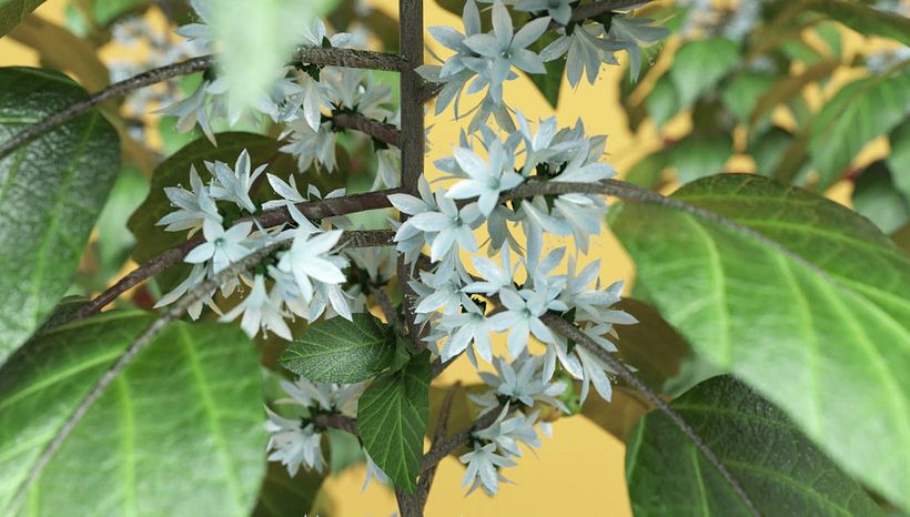 Competenza Nespresso 9