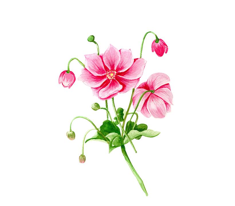 Flores botánica  2