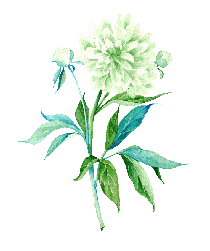 Flores botánica  3
