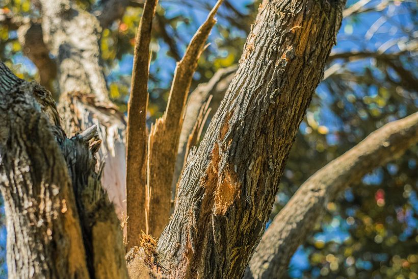 Mi Proyecto del curso: Revelado de archivos RAW con Lightroom 1