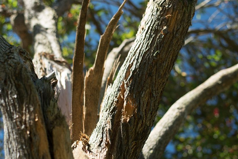 Mi Proyecto del curso: Revelado de archivos RAW con Lightroom 2