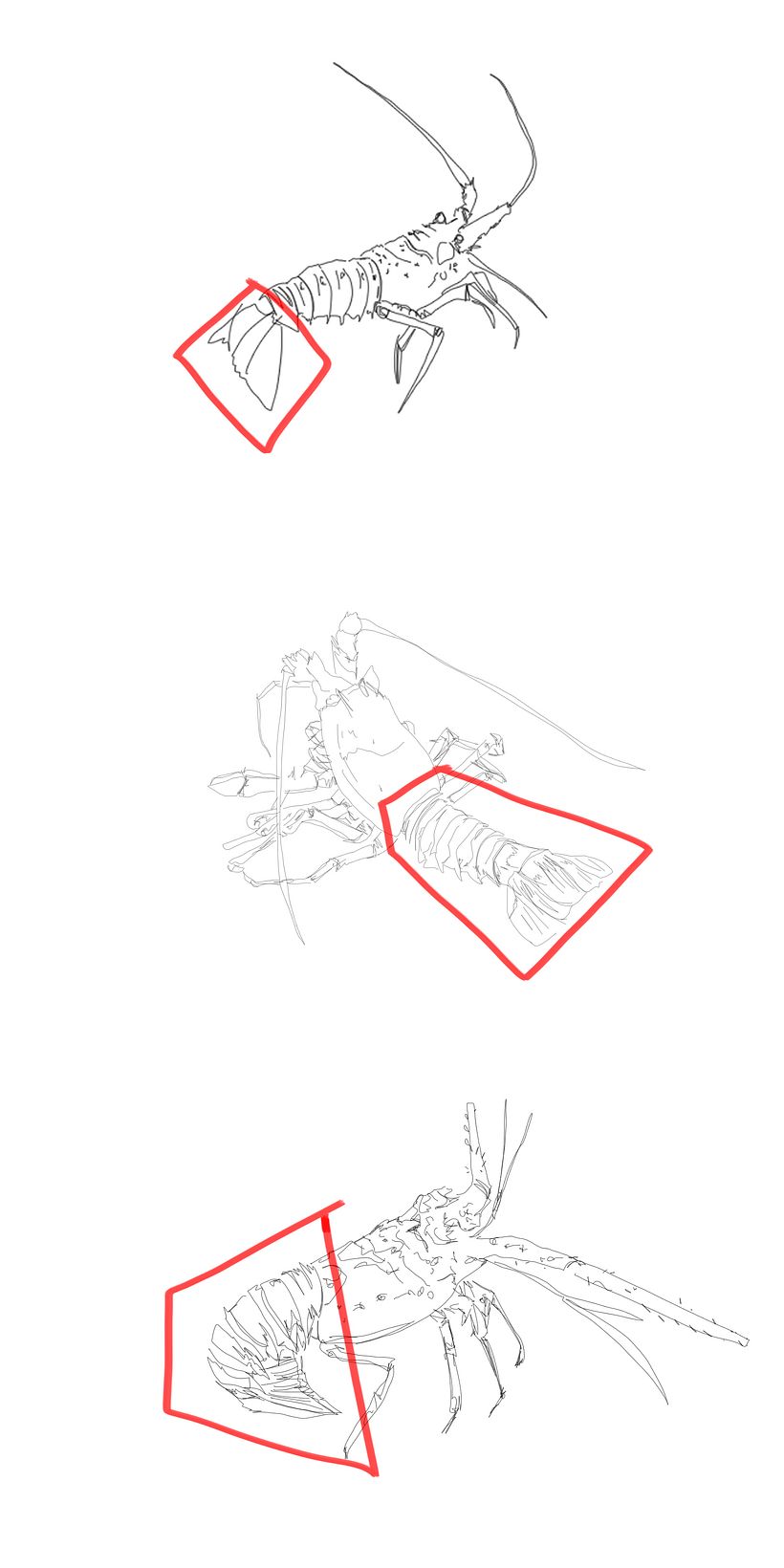 Prototipo para Producto de pesca  2