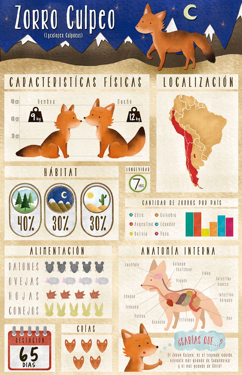 Infografía Zorro Culpeo -1