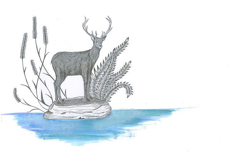 ILLUSTRACIONES FAUNÍSTICAS 1