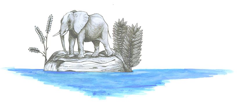 ILLUSTRACIONES FAUNÍSTICAS 3