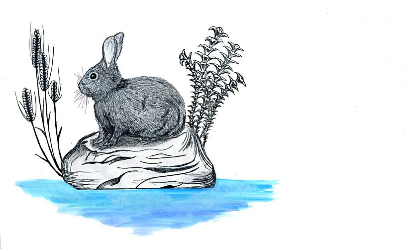 ILLUSTRACIONES FAUNÍSTICAS 5