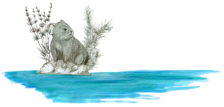 ILLUSTRACIONES FAUNÍSTICAS 19