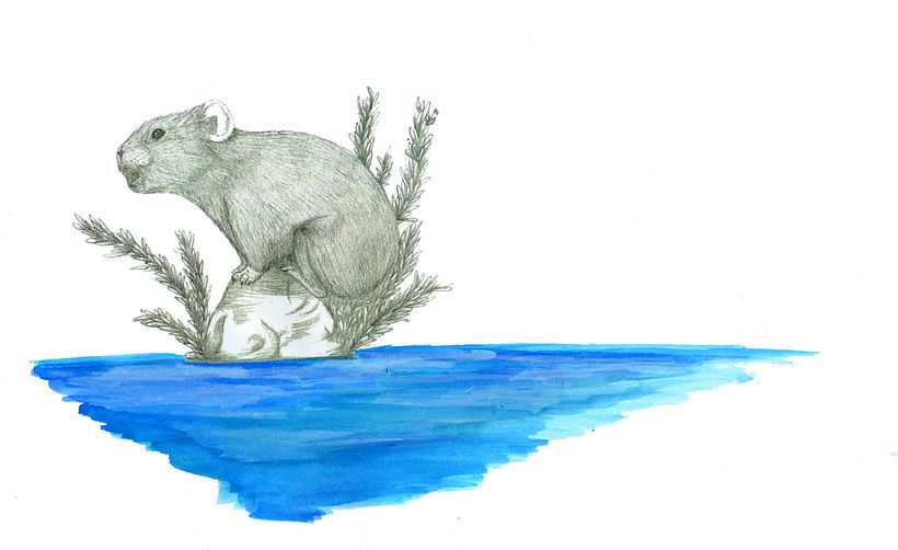 ILLUSTRACIONES FAUNÍSTICAS 11