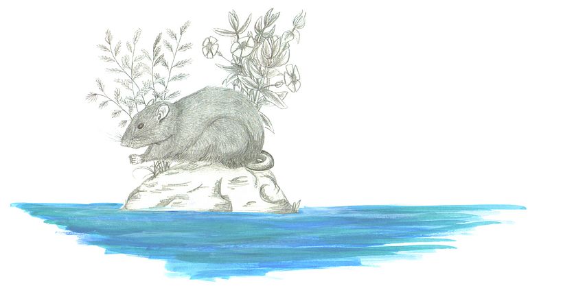 ILLUSTRACIONES FAUNÍSTICAS 21