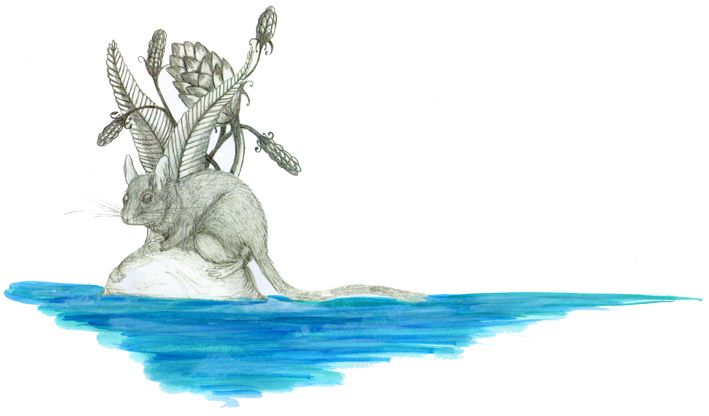 ILLUSTRACIONES FAUNÍSTICAS 13