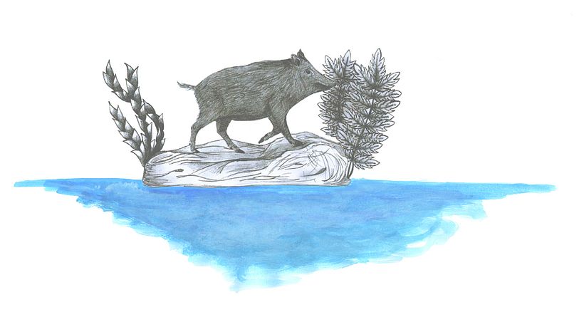ILLUSTRACIONES FAUNÍSTICAS 17