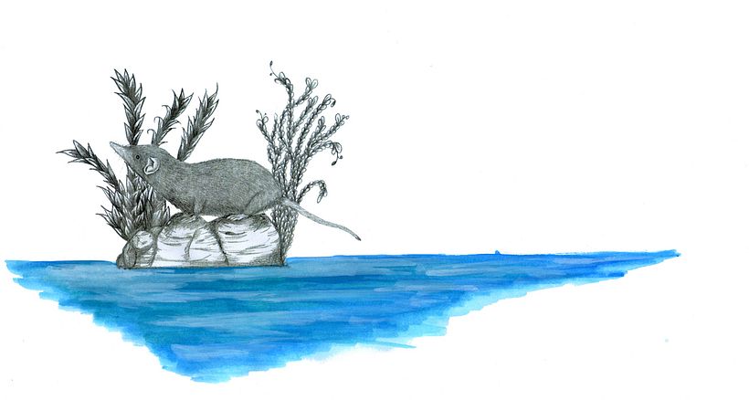 ILLUSTRACIONES FAUNÍSTICAS 15