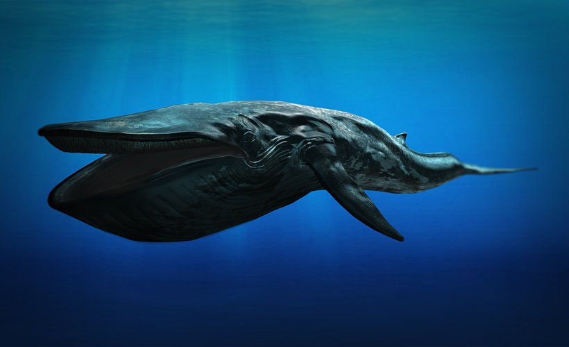 Discovery VR Whale - Comic Con Los Angeles 3