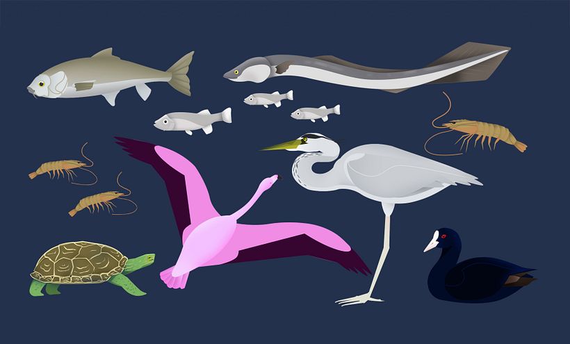 ·WWF DRAGADOS· - Traditionelle Illustration