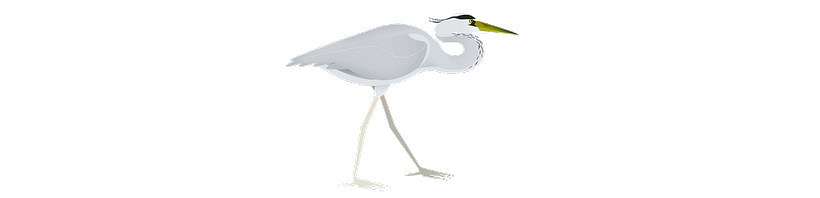 ·WWF DRAGADOS· - Traditionelle Illustration
