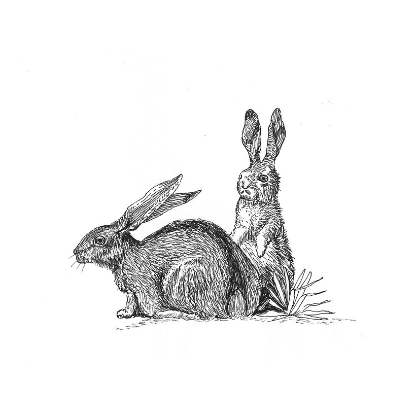 Animals 4