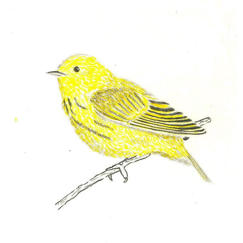 Animals 9