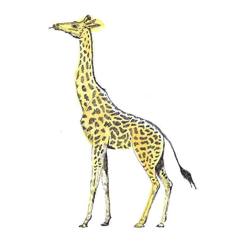 Animals 10