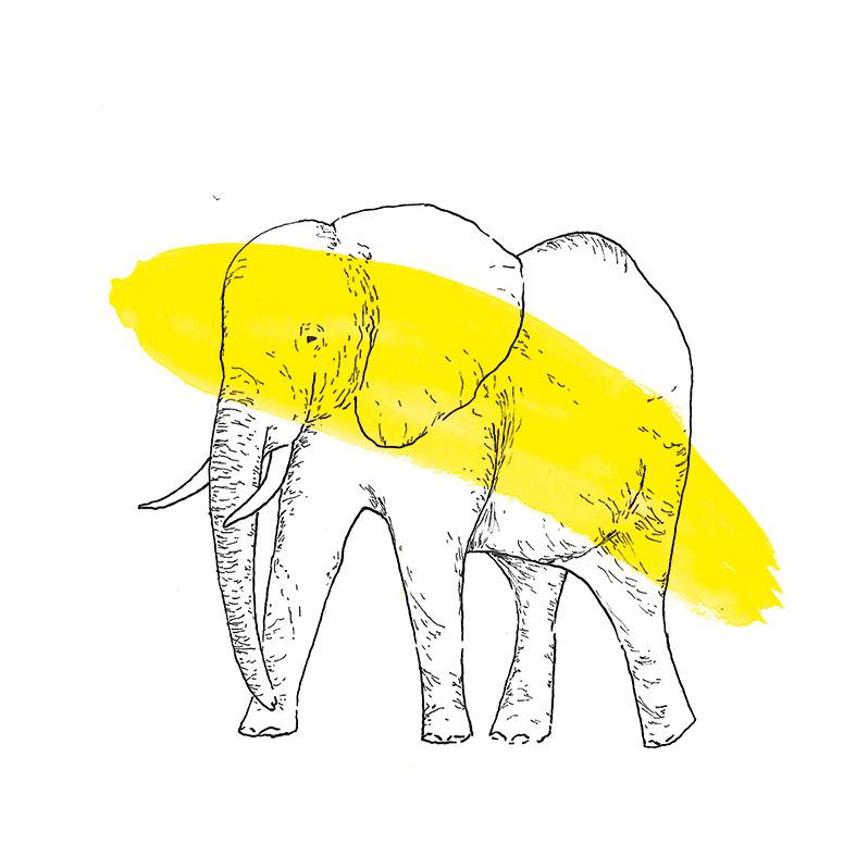 Animals 13
