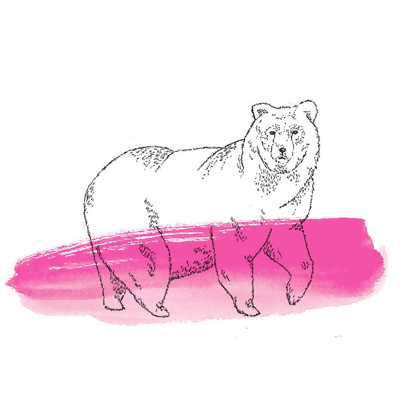 Animals 15