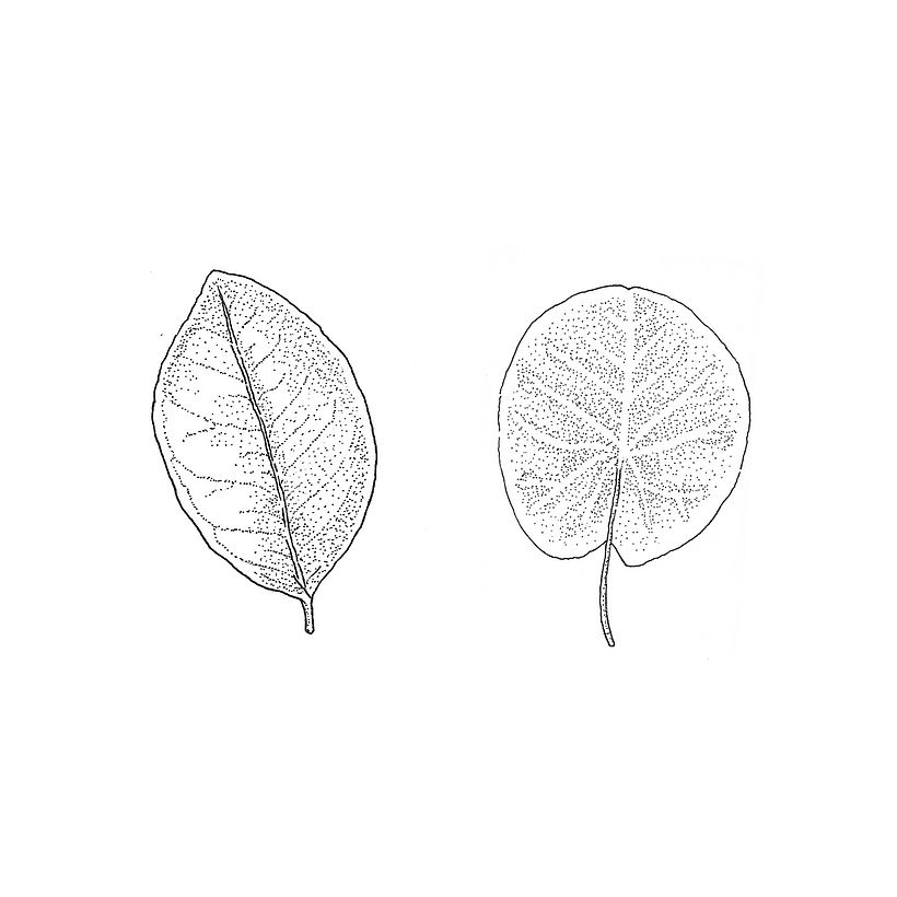 Plants  -1