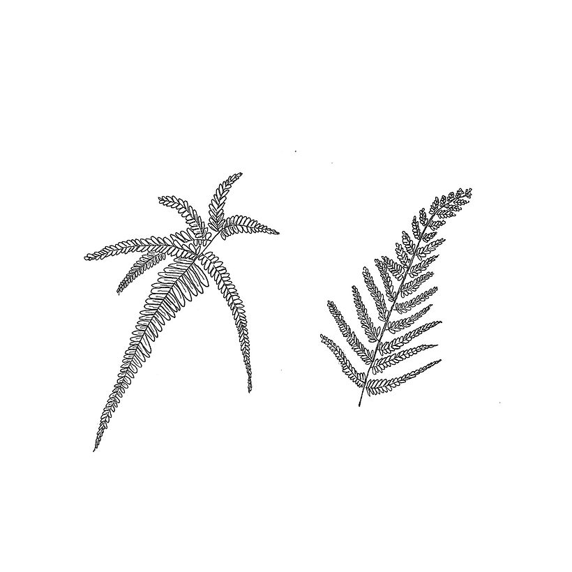 Plants  0