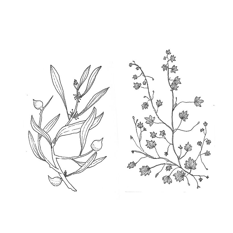 Plants  1