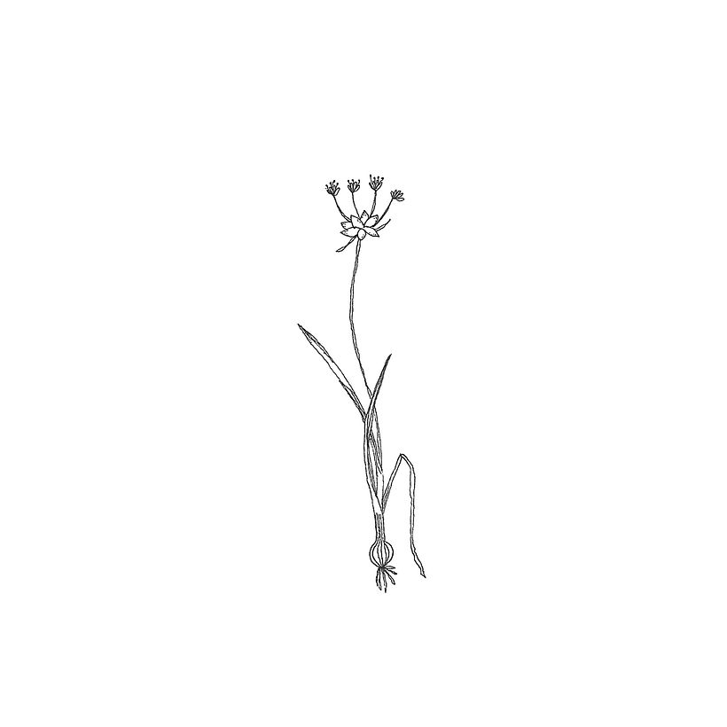 Plants  2