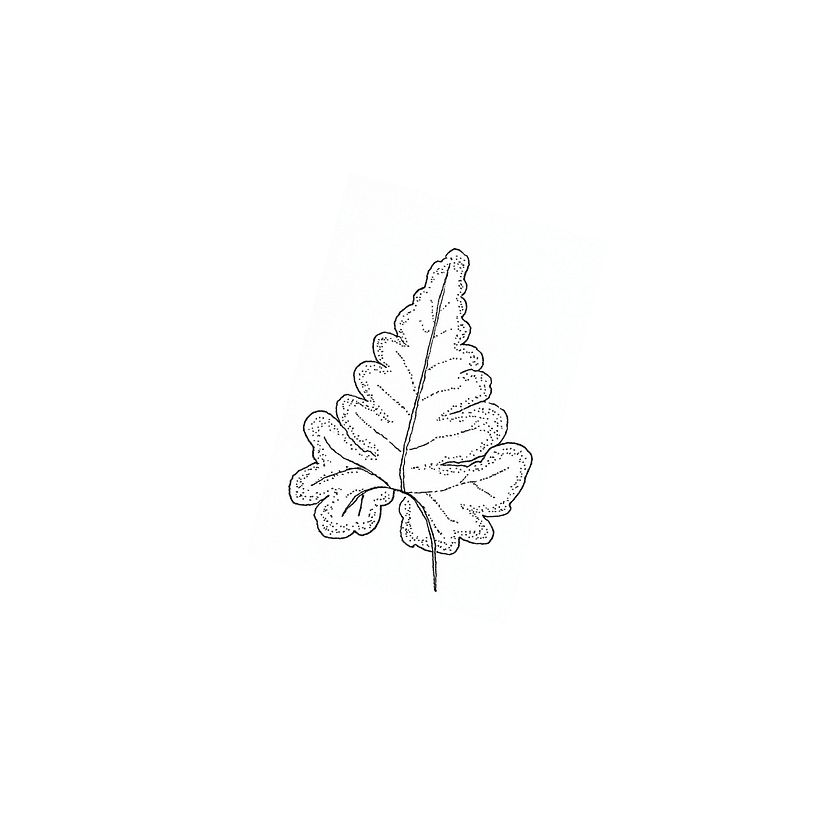 Plants  4