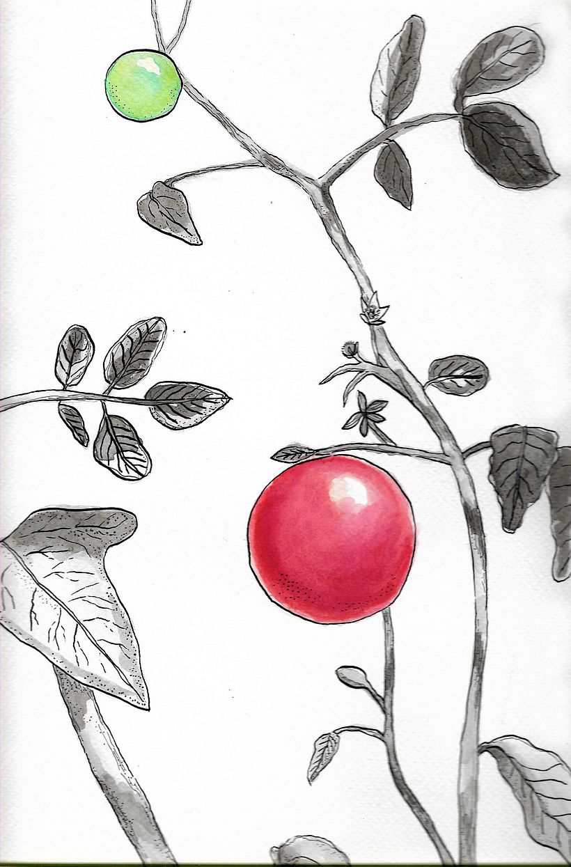 Plants  5