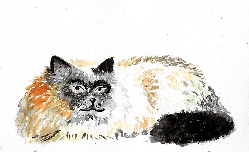 Animals 20