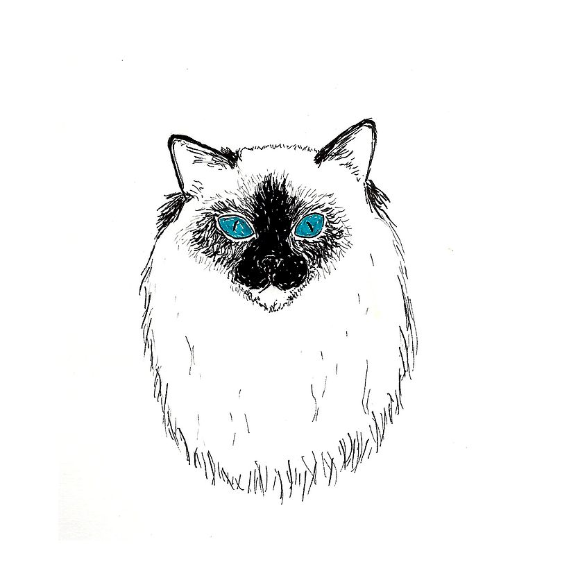 Animals 24