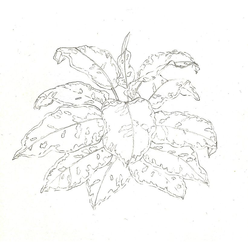 Plants  6