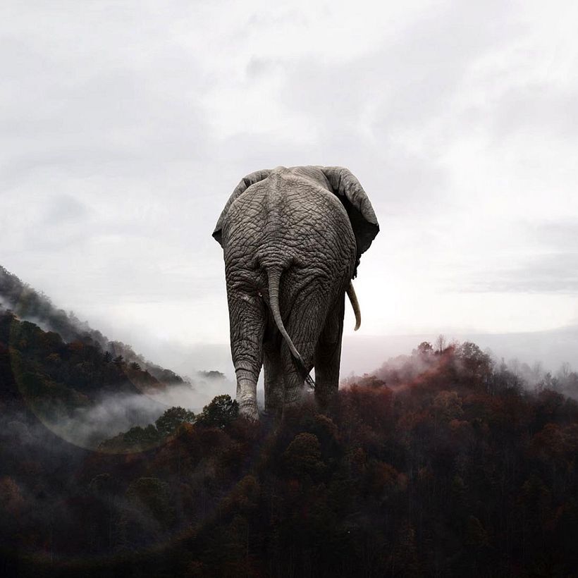 Karen Cantuq reinventa la naturaleza con sus collages fotorrealistas 8