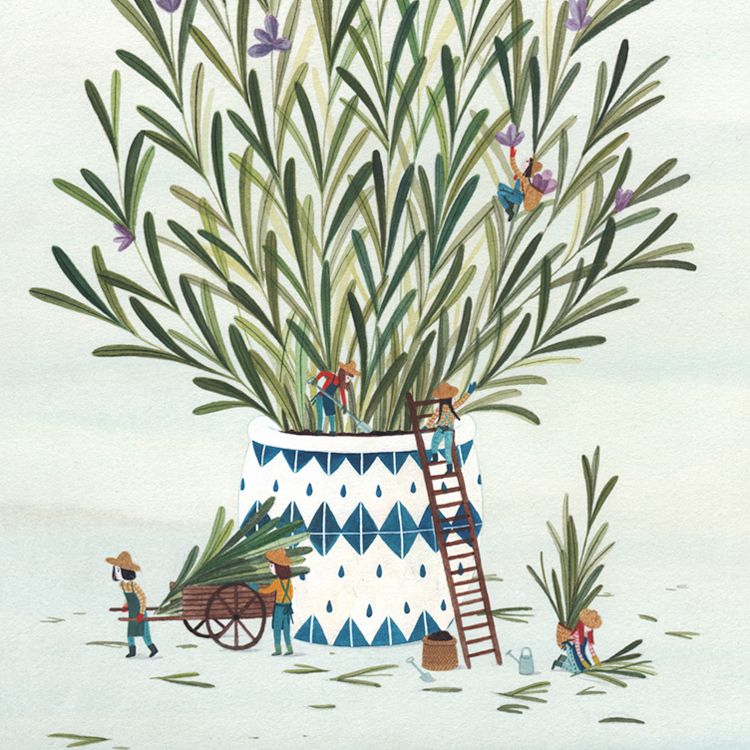 Rosmarin - Erinnerung 3