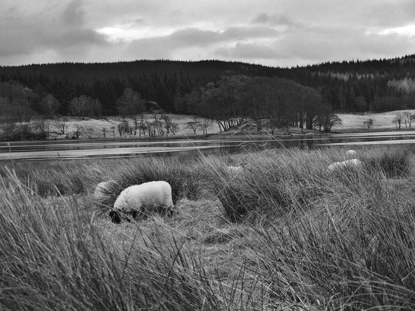 SCOTLAND 9