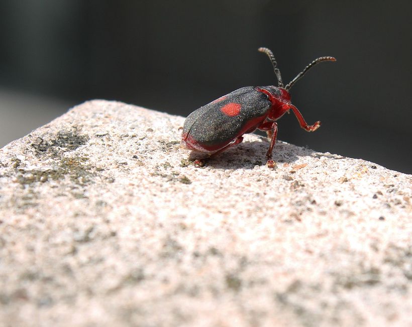Animals / Animales -1