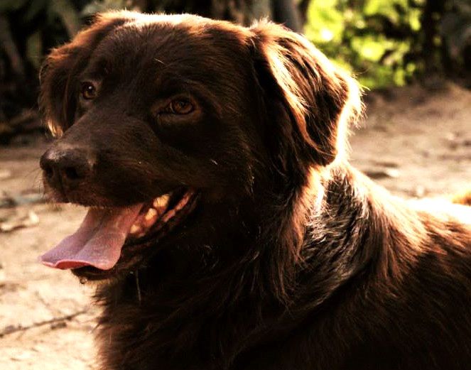 Animals / Animales 0