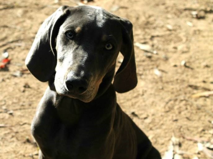 Animals / Animales 1