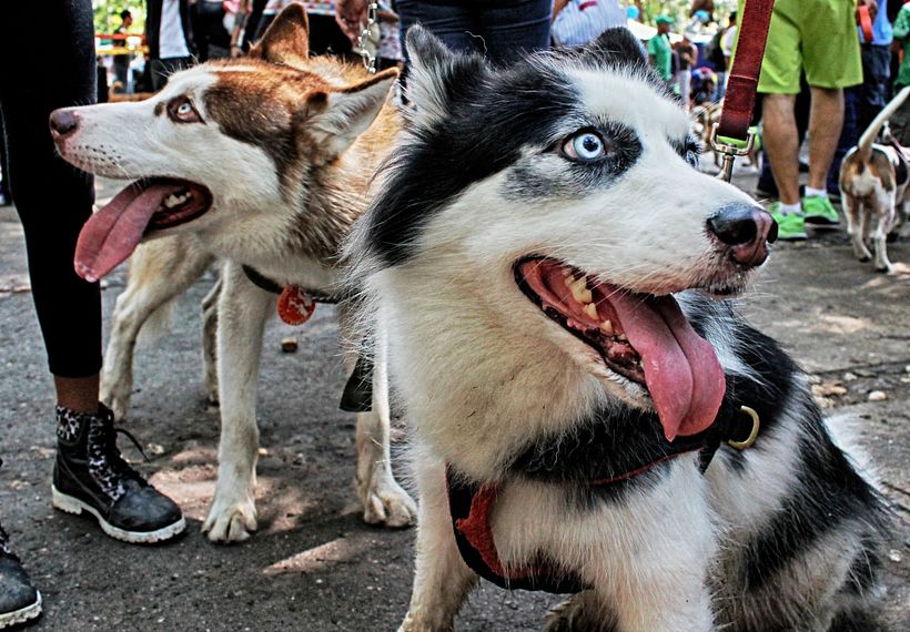 Animals / Animales 5