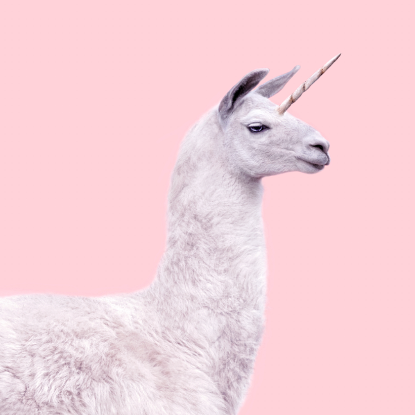 Animales -1