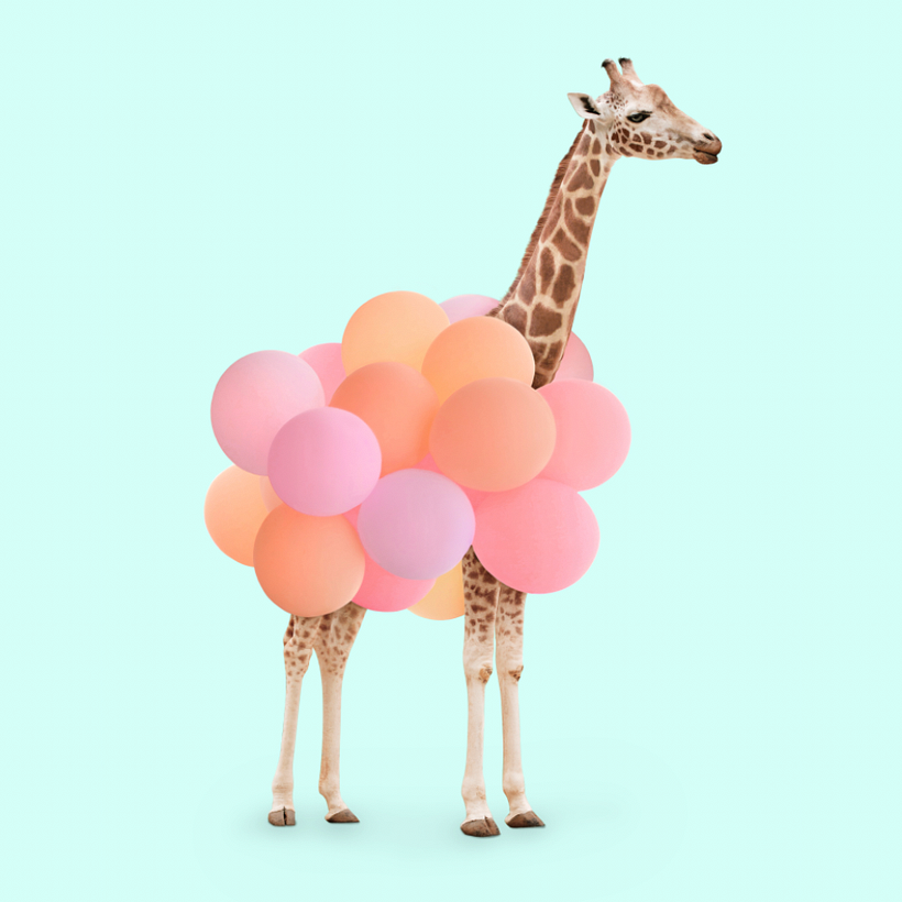Animales 5