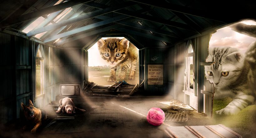 Como perros y Gatos -1